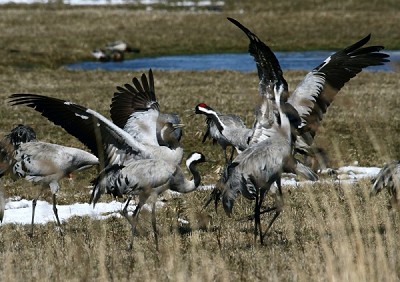 Kraniche im Flug HansMaier